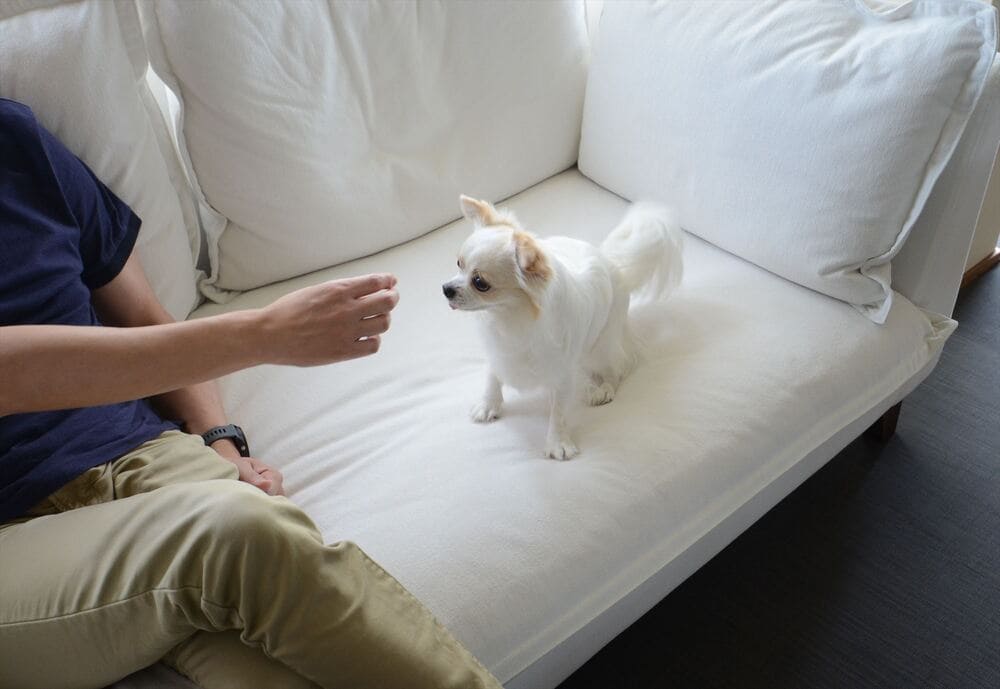 ペットとソファ