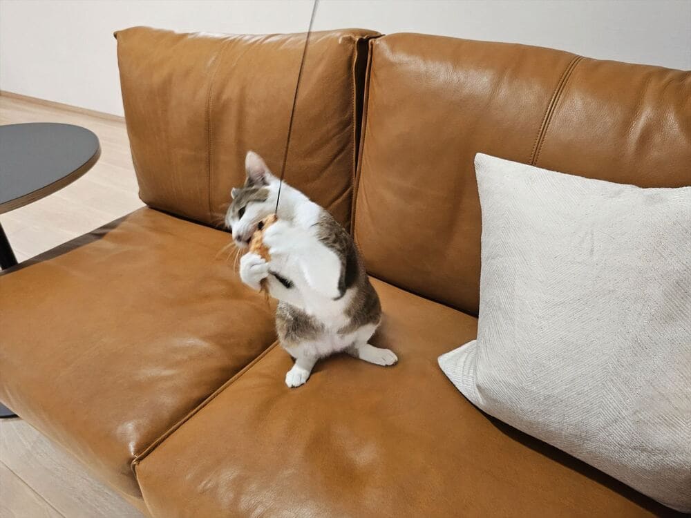 RX-D SOFAとペット