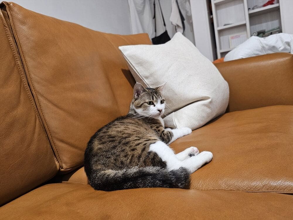 RX-D SOFAとペット