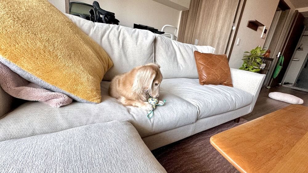PG SOFAとペット