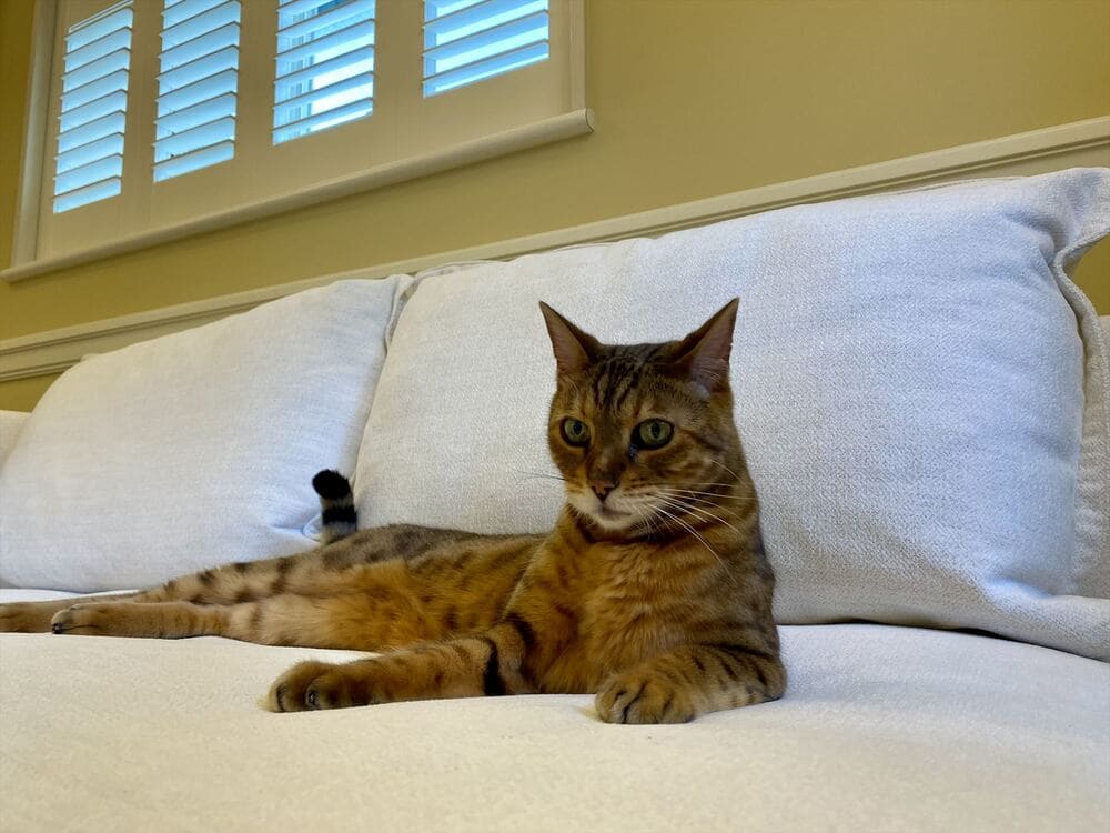 RX-G SOFAとペット