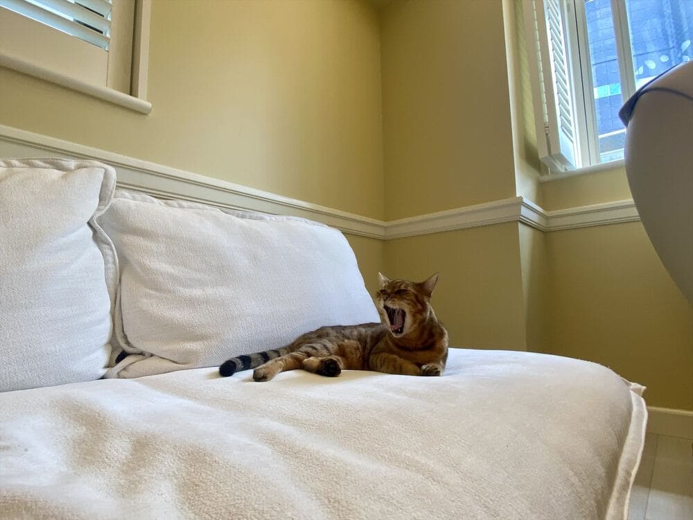 RX-G SOFAとペット