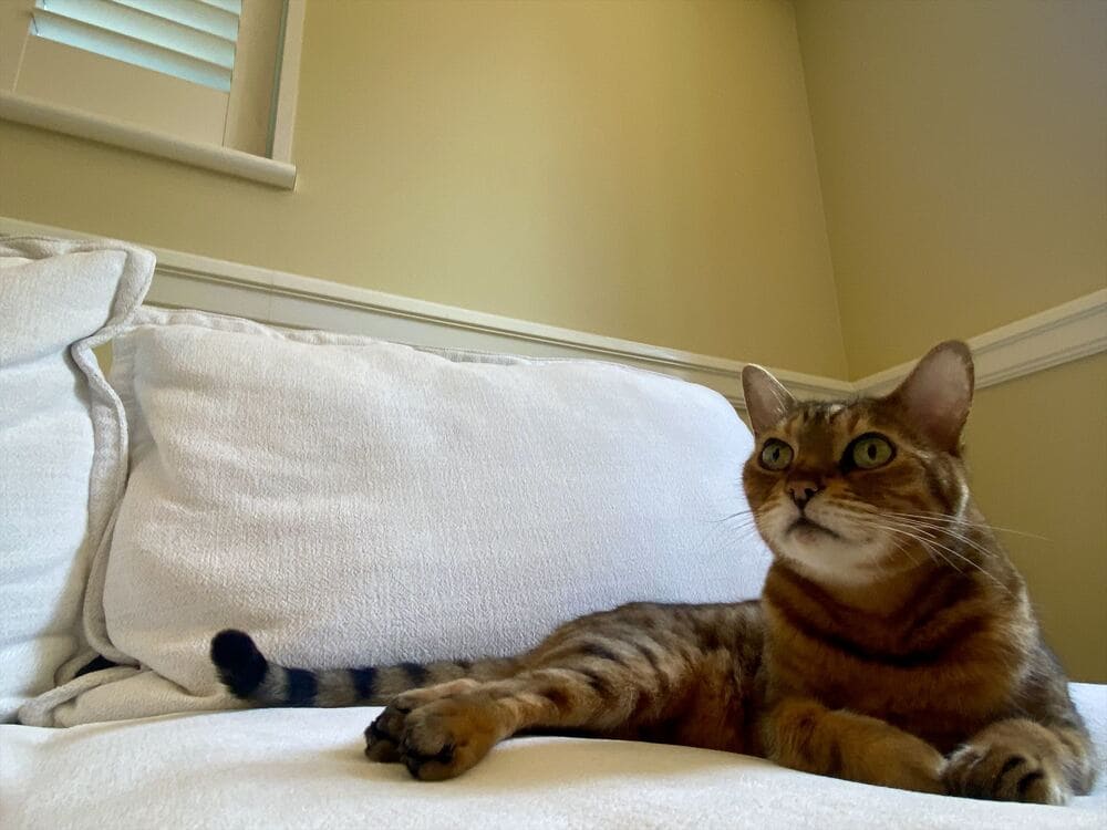 RX-G SOFAとペット