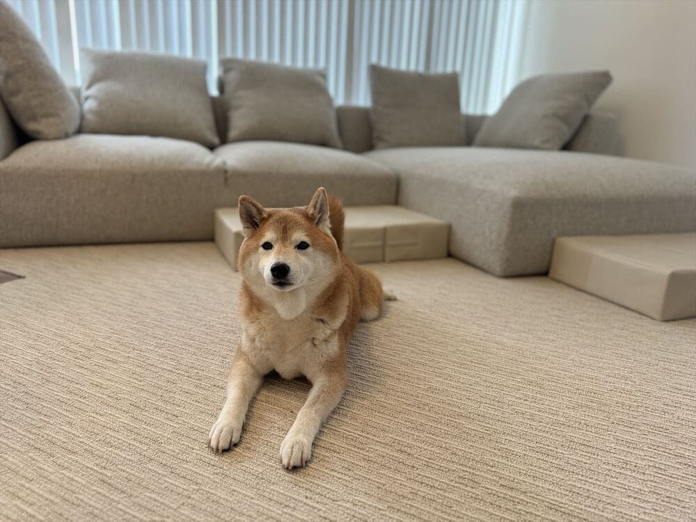 LA カウチソファとペット