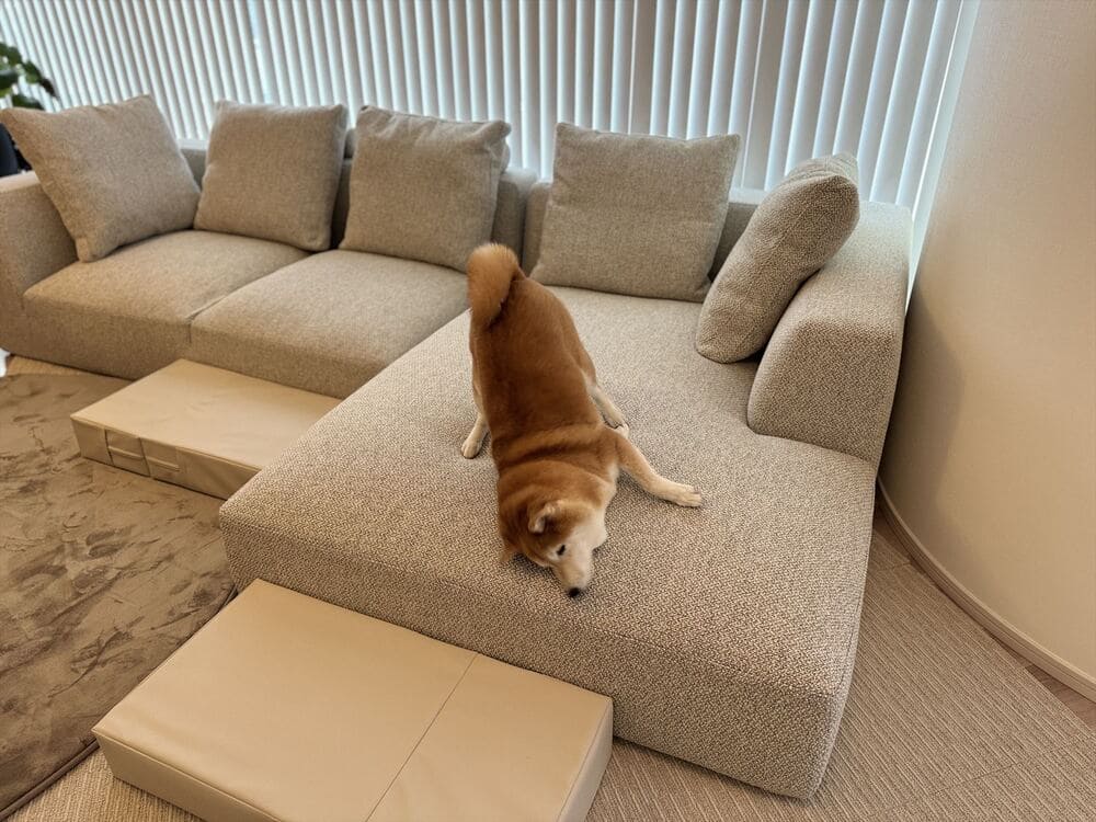 LA カウチソファとペット