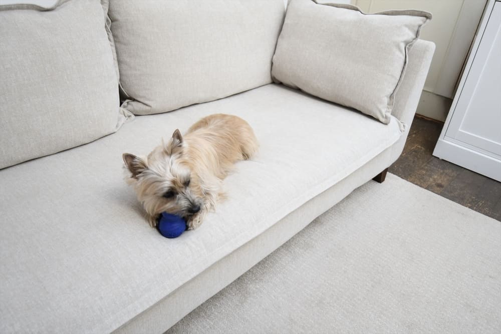 RX-G SOFAとペット