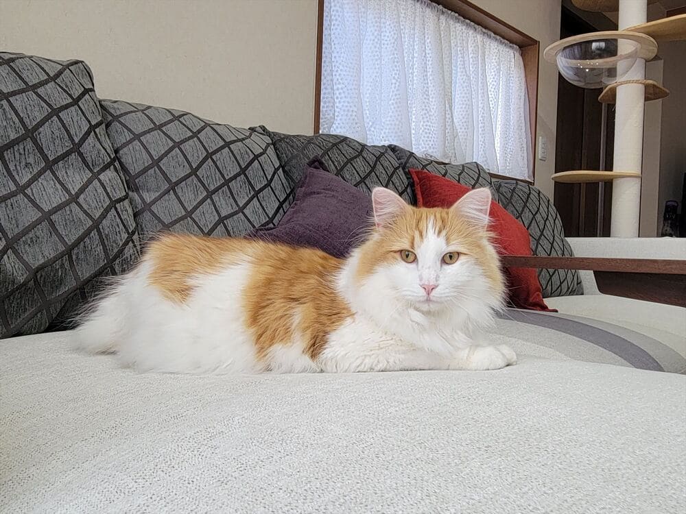 LA カウチソファ