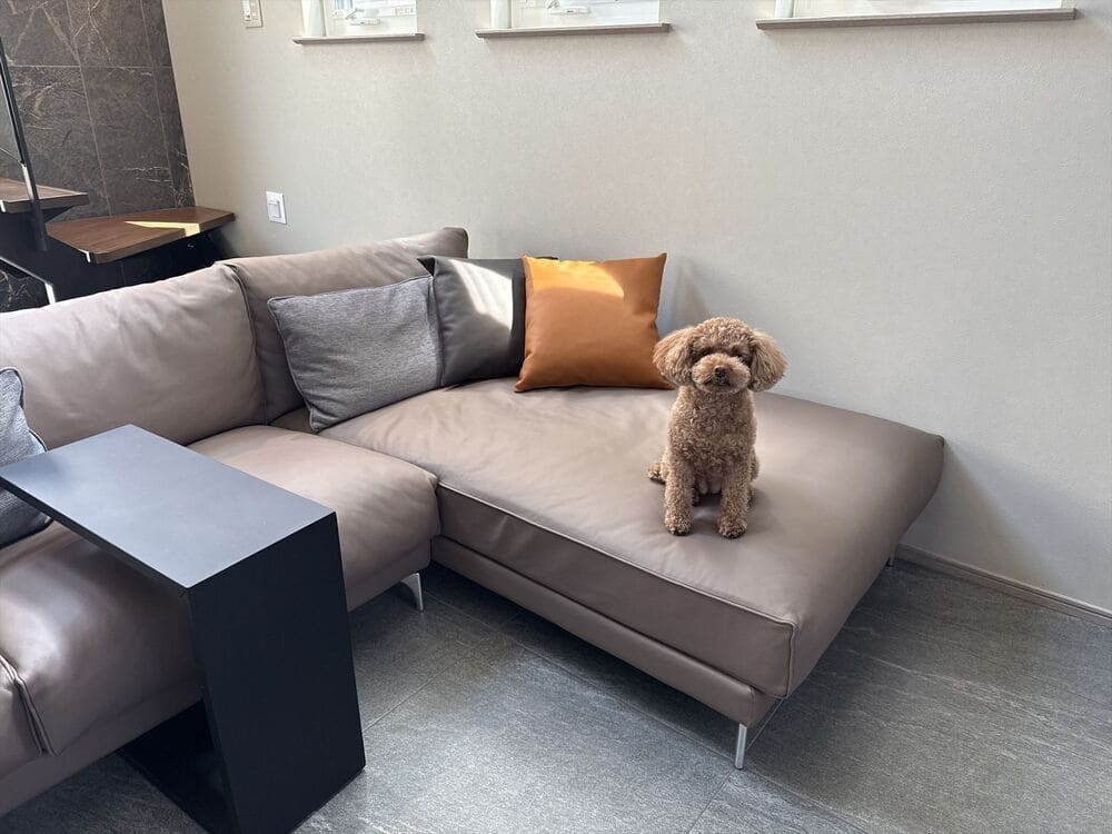 PJ カウチソファとペット