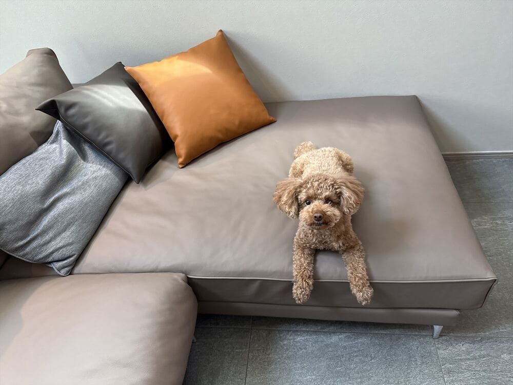 PJ カウチソファとペット