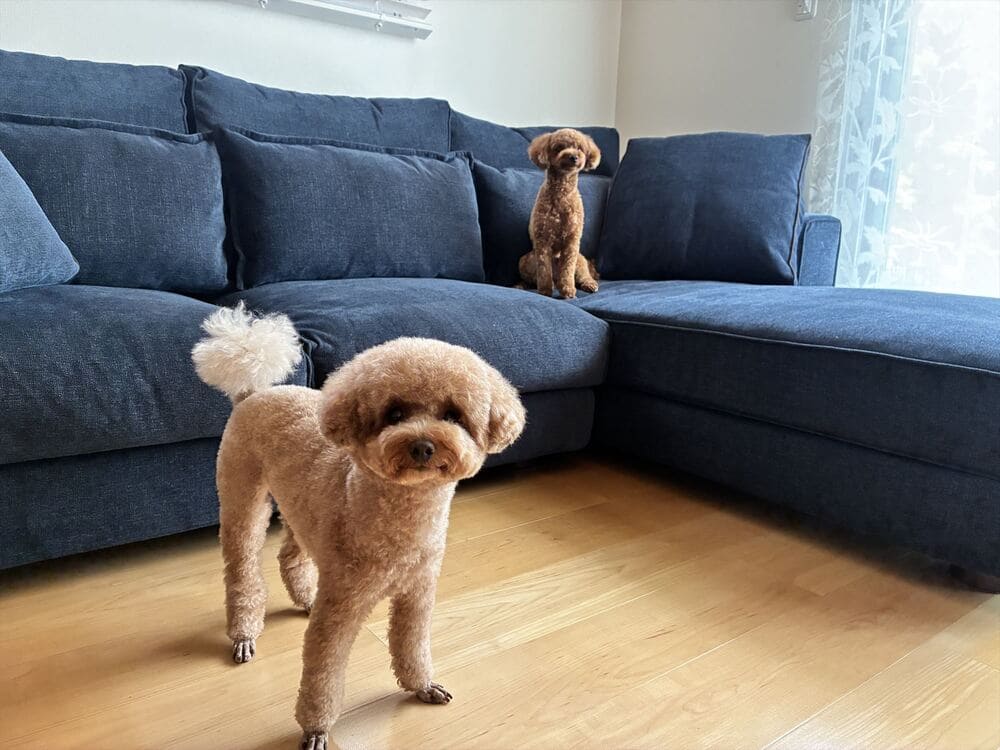 LB カウチソファとペット