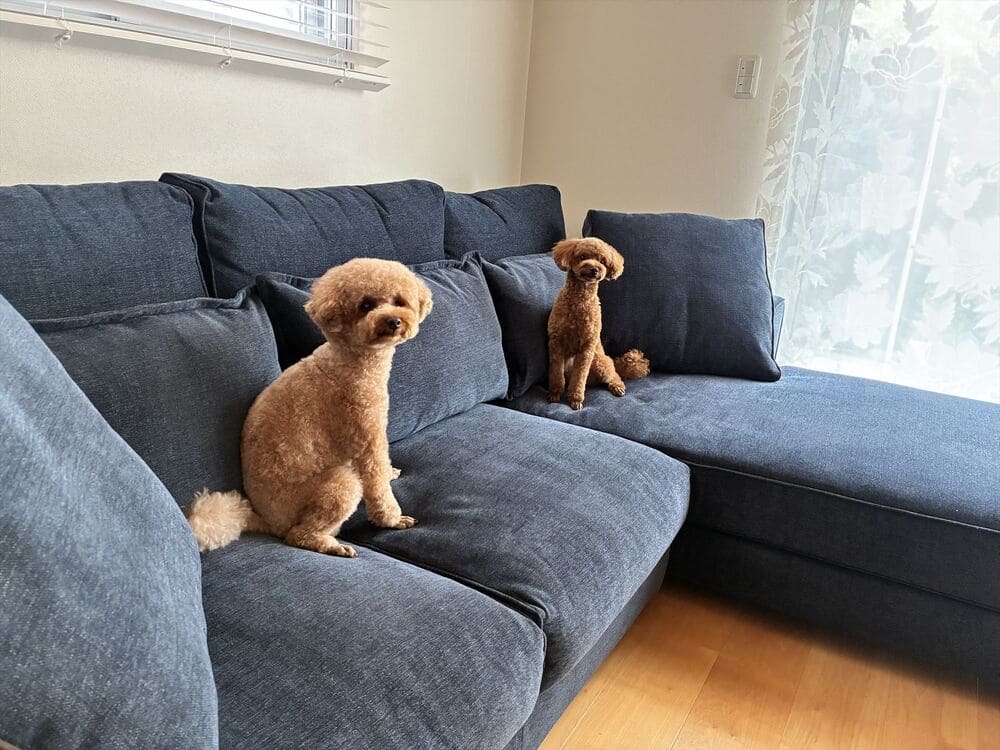 LB カウチソファとペット