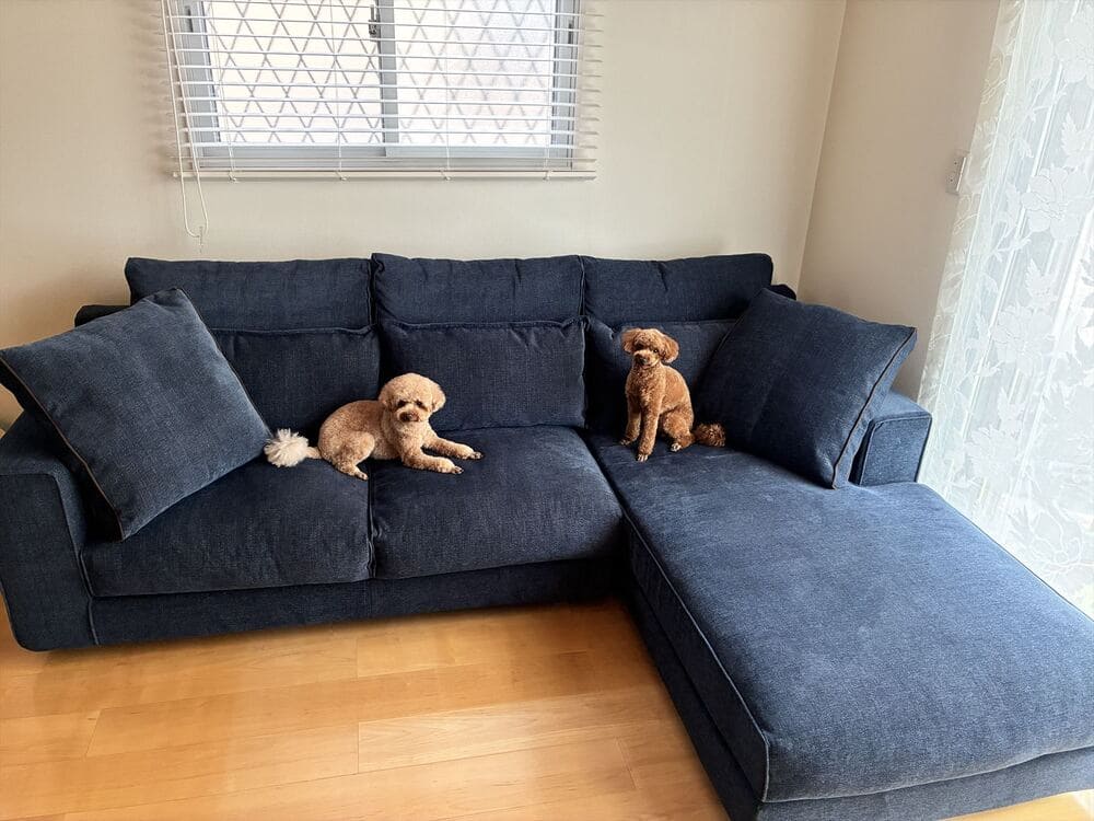 LB カウチソファとペット