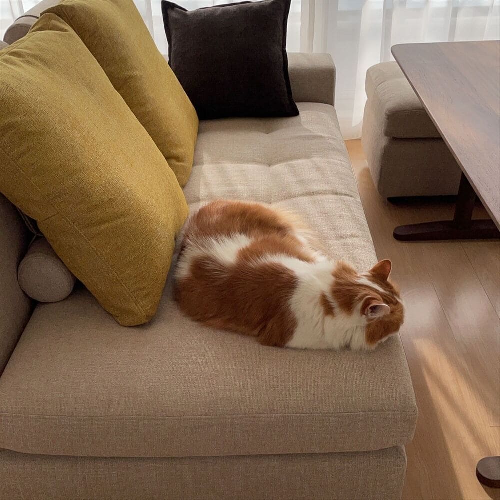 RX-Fソファとペットの納品事例