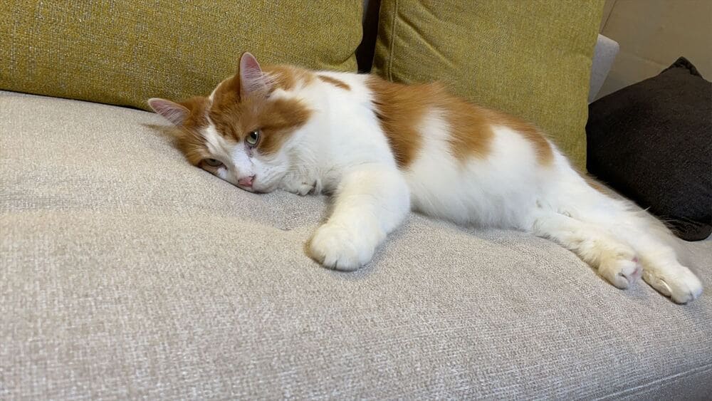 RX-Fソファとペットの納品事例