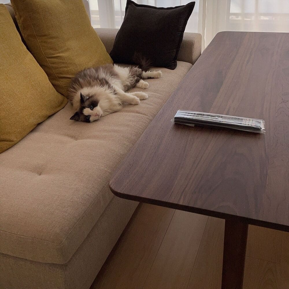 RX-Fソファとペットの納品事例