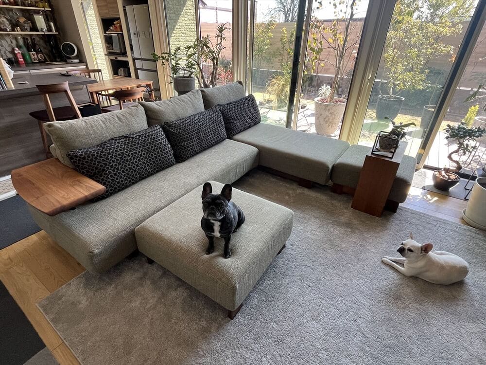 LD カウチソファとペット