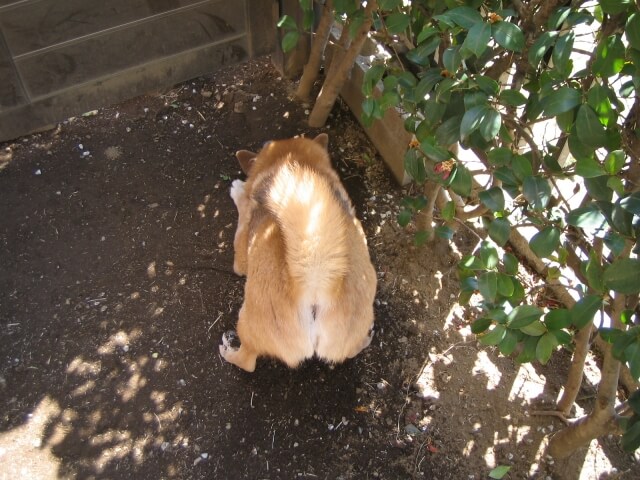 穴掘りをする柴犬