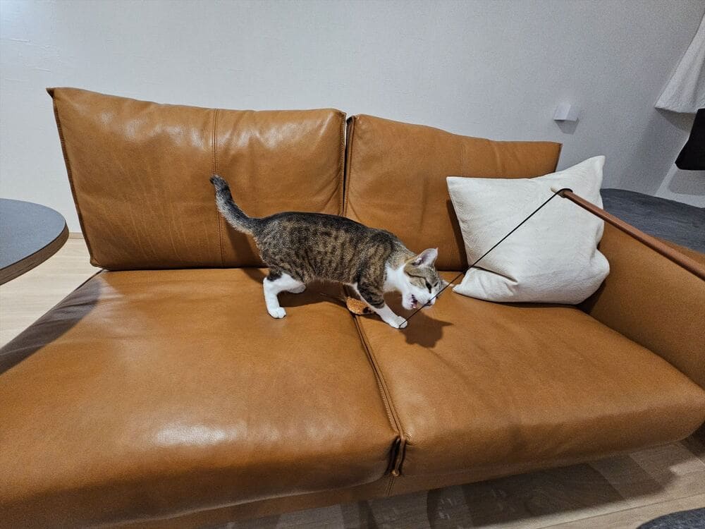 RX-D SOFAとペット