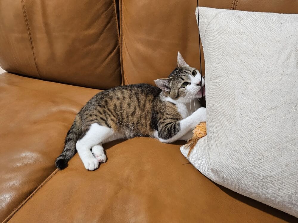 RX-D SOFAとペット