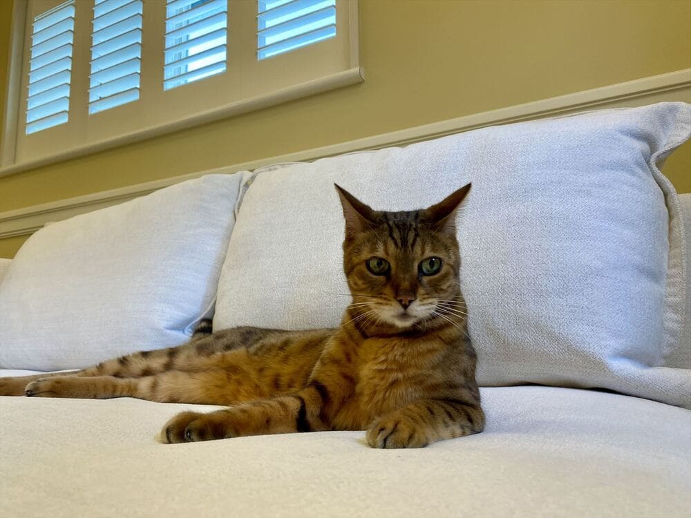 RX-G SOFAとペット