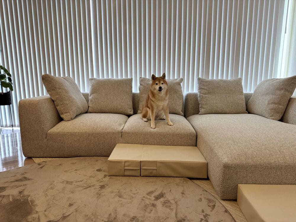 LA カウチソファとペット