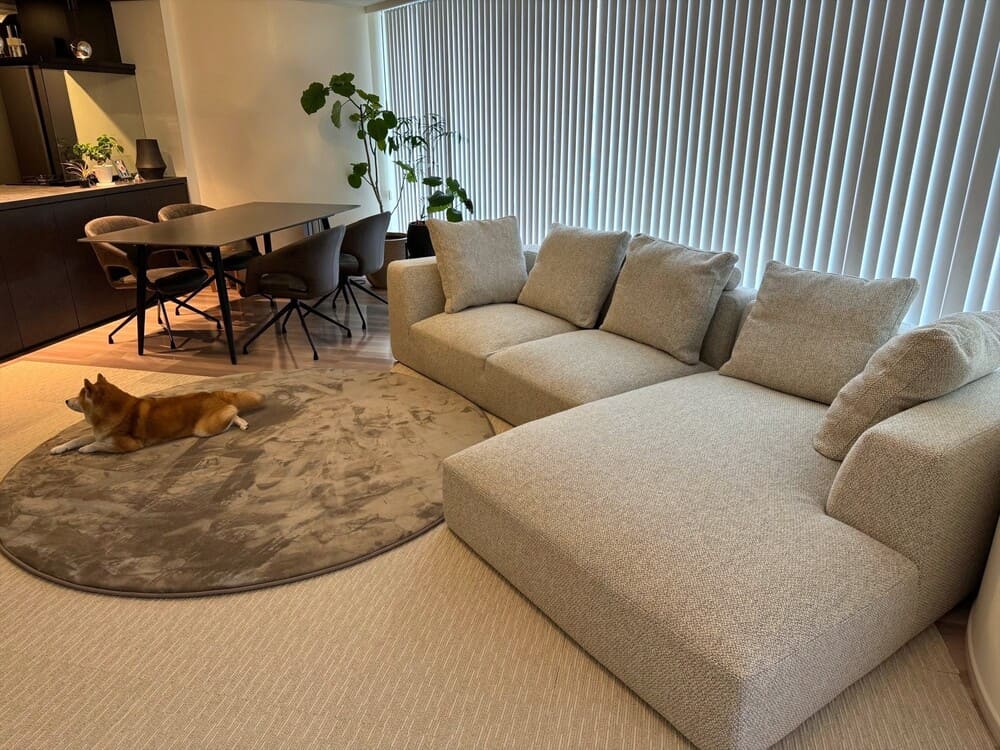 LA カウチソファとペット