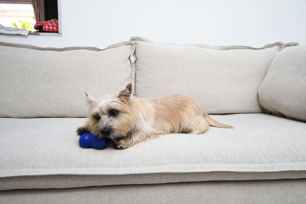 RX-G SOFAとペット