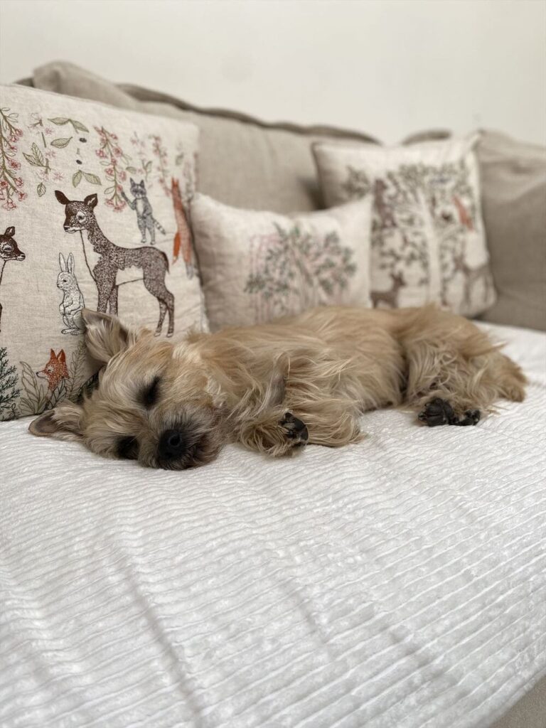 RX-G SOFAとペット