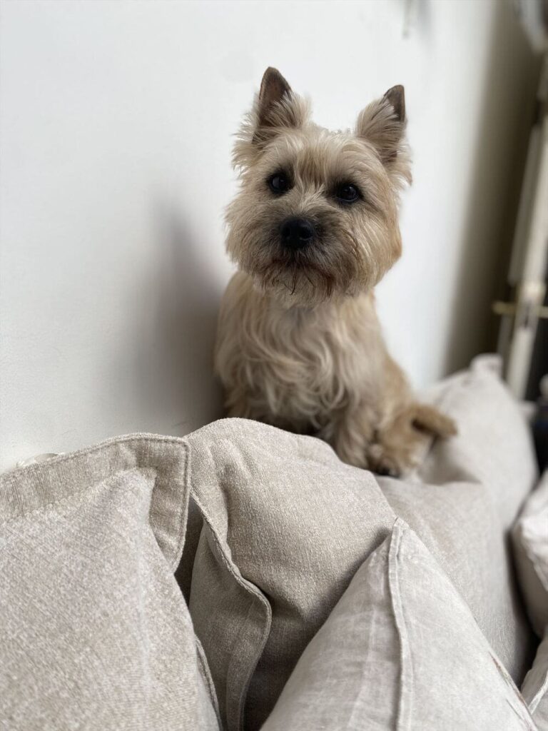 RX-G SOFAとペット