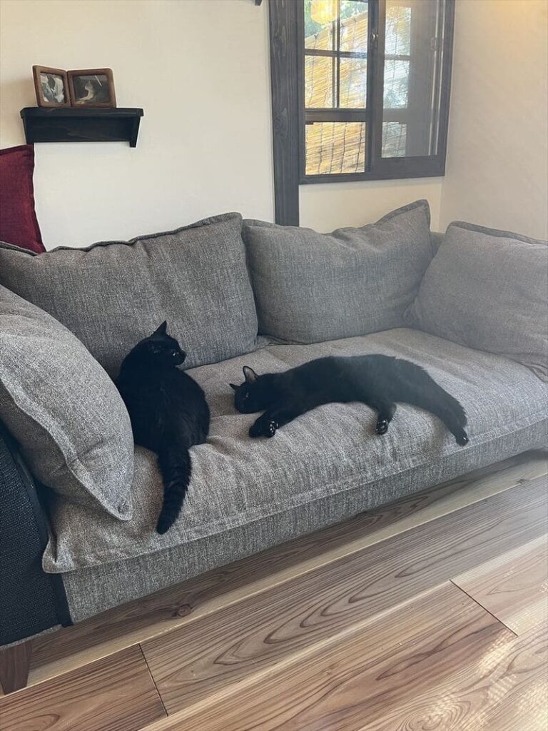 RX-G SOFAとペットの納品事例