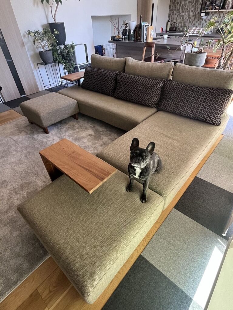 LD カウチソファとペット